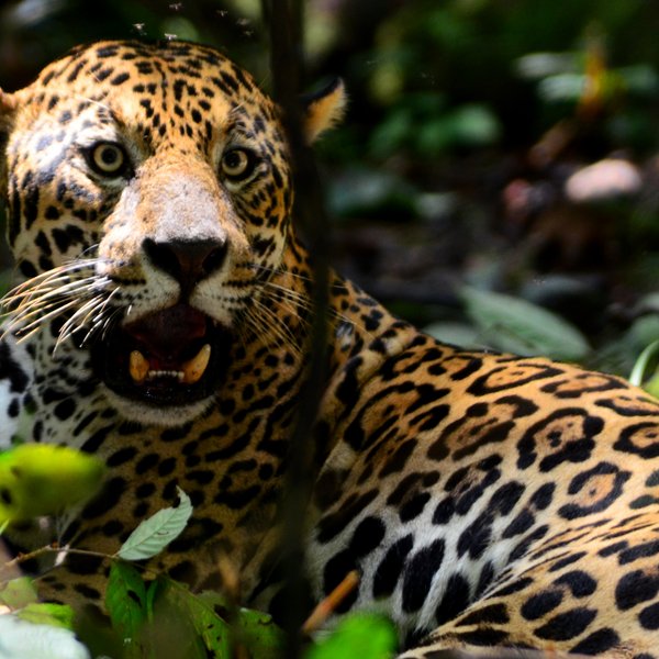 Jaguar Pantanal