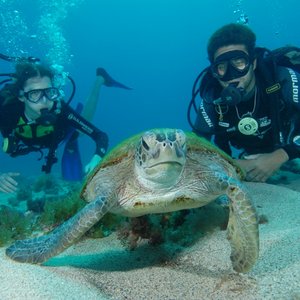 Tauchen Fernando de Noronha Brasilien