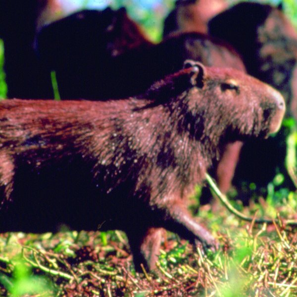 Capibara Pantanal Brasilien