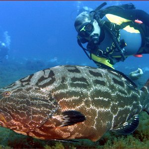 Tauchen Fernando de Noronha mit großem Fisch