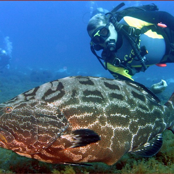 Tauchen Fernando de Noronha mit großem Fisch