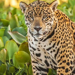 Panorama Foto mit Jaguar im Pantanal Brasilien