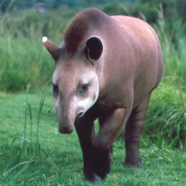 Ameisenbär Pantanal Brasilien