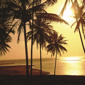 Strand Palmen Maceio Brasilien