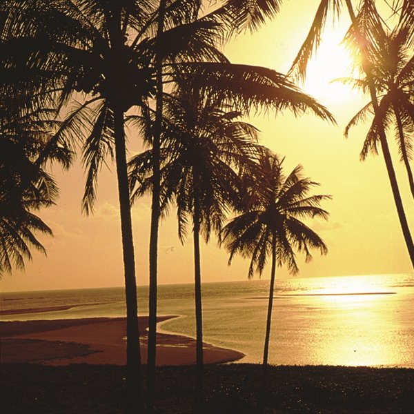 Strand Palmen Maceio Brasilien