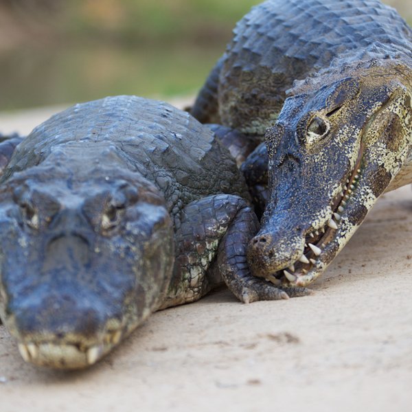 Kaiman Pantanal Brasilien