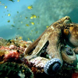 Meeresfauna in Fernando de Noronha Brasilien