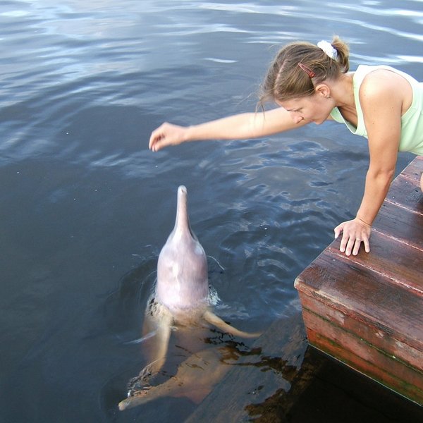 Rasafarbener Flussdelfin Boto, Amazonas Brasilien