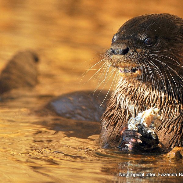 Otter im Pantanal, Brasilien