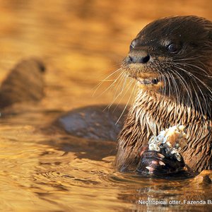 Otter im Pantanal, Brasilien