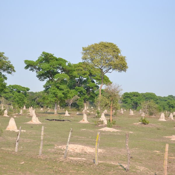 Termitenhügel im Pantanal, Brasilien