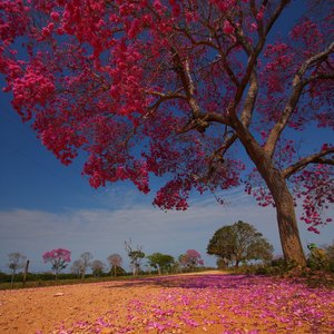 Piuva boom Pantanal Brazilie