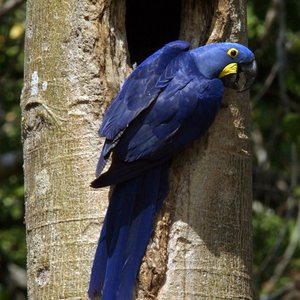 Blauer Hyacinthara Pantanal Brasilien