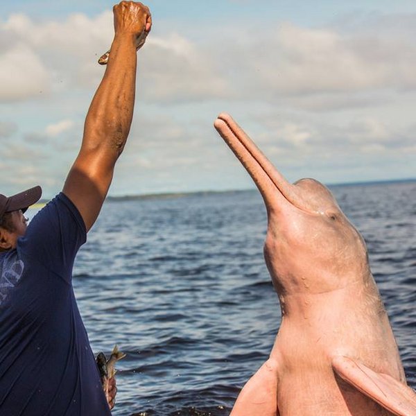 Rosafarbener Flussdelfin, Amazonas Brasilien