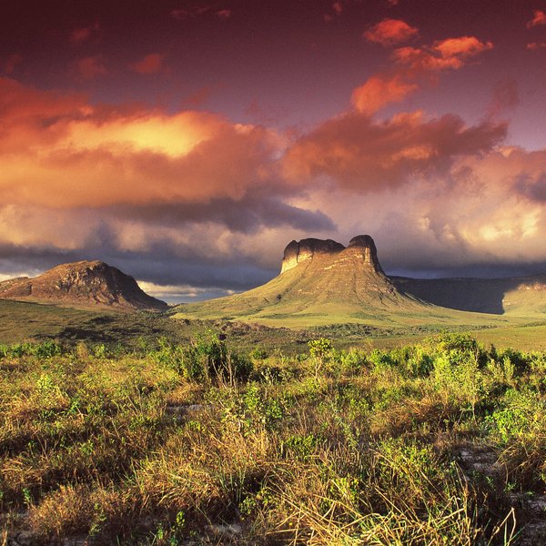 Kamel Tafelberg Chapada Diamantina Brasilien.