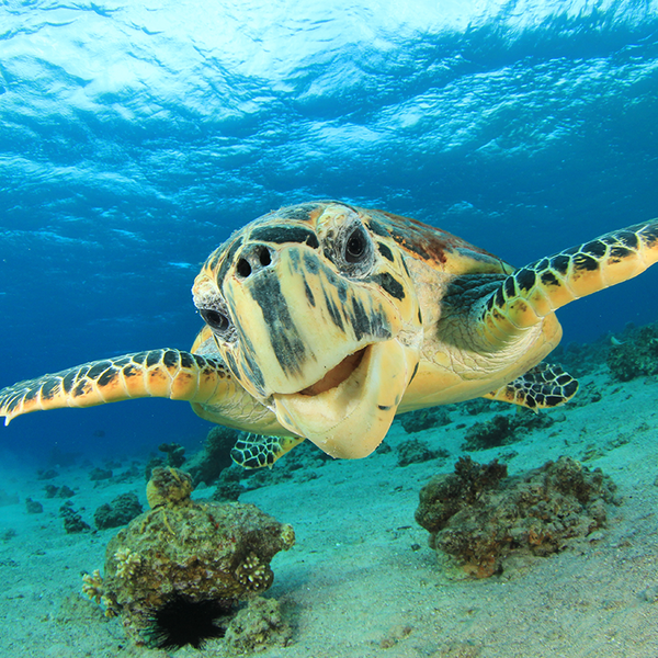 Schildkröte Fernando de Noronha Brasilien