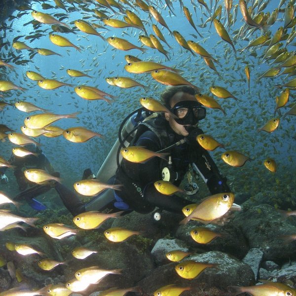 Tauchen Fernando de Noronha Brasilien mit enem Fischschwarm im Meer